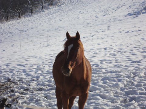Baron